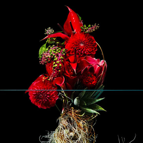El contraste estético de las flores, por Azuma Makoto